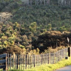 Totara Glades surveying and ecology