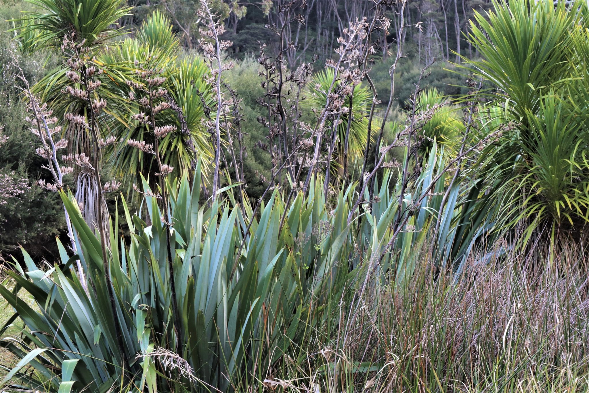 Auckland Rural Wetland scaled - Environment Court Decision on Auckland's Rural Subdivision Rules