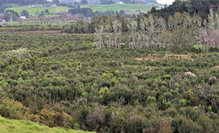 Native Wetland protected for the on site subdivision or to generate transferable title rights - Auckland's Rural Subdivision Rules Now Operative