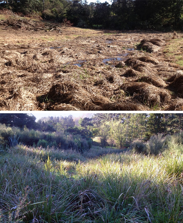 Wetland Restoration Before and After 01x - Wetland Restoration – How to achieve Significant Ecological Area (SEA) Quality