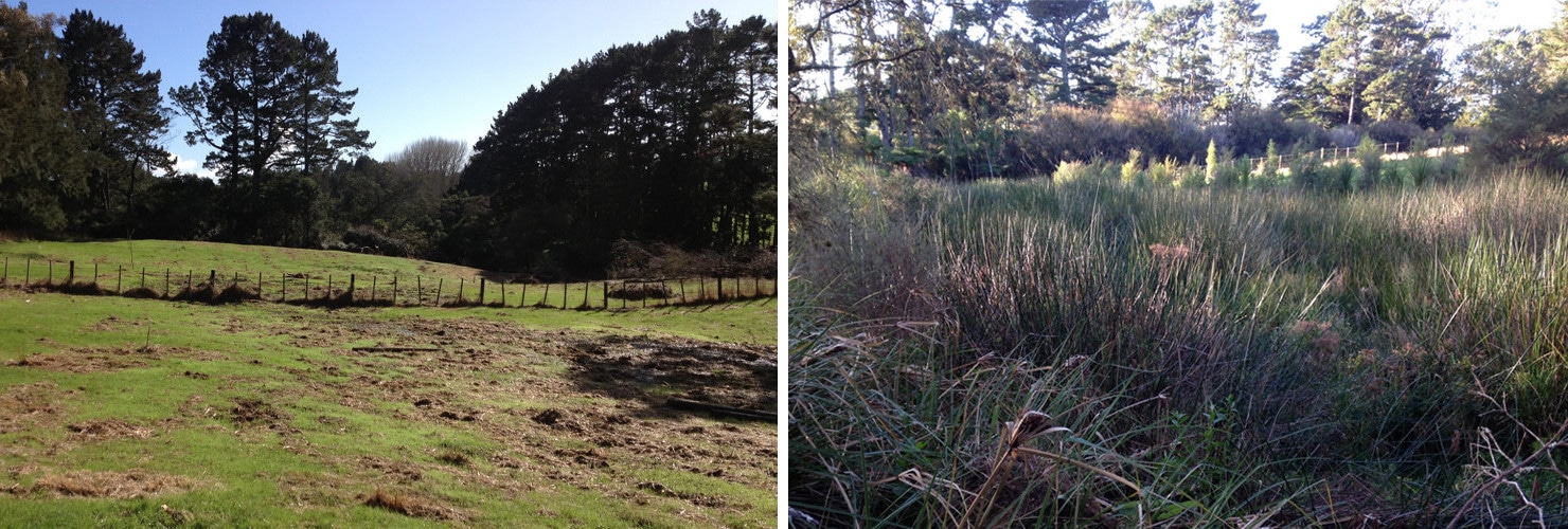 Wetland Restoration Before and After 02x - Wetland Restoration – How to achieve Significant Ecological Area (SEA) Quality