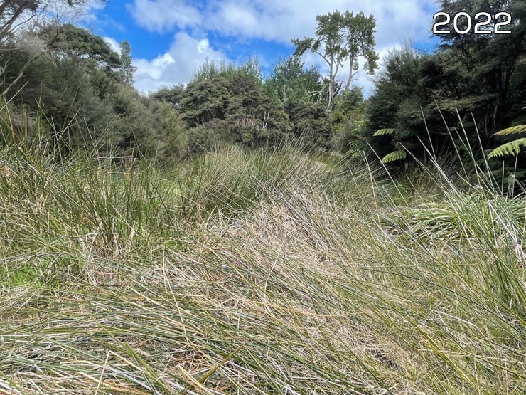 Photo of the restored wetland from the same place in 2022 Wetland Restoration - Wetland Restoration – from wet unproductive pasture to valuable environmental asset