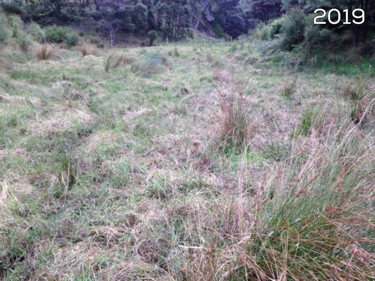 Photo of the wet unproductive pasture in 2019 prior to restoration Wetland Restoration - Wetland Restoration – from wet unproductive pasture to valuable environmental asset