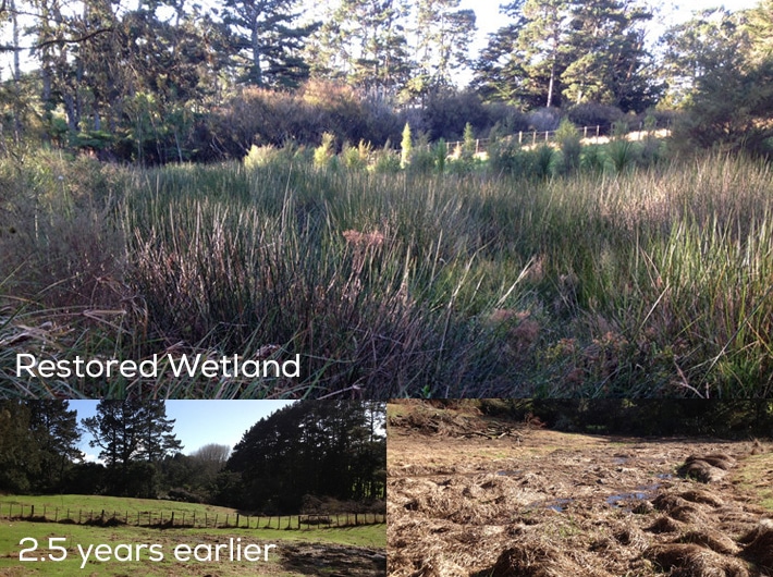 Ecology Cato Bolam Wetland Restoration 1 - Ecology