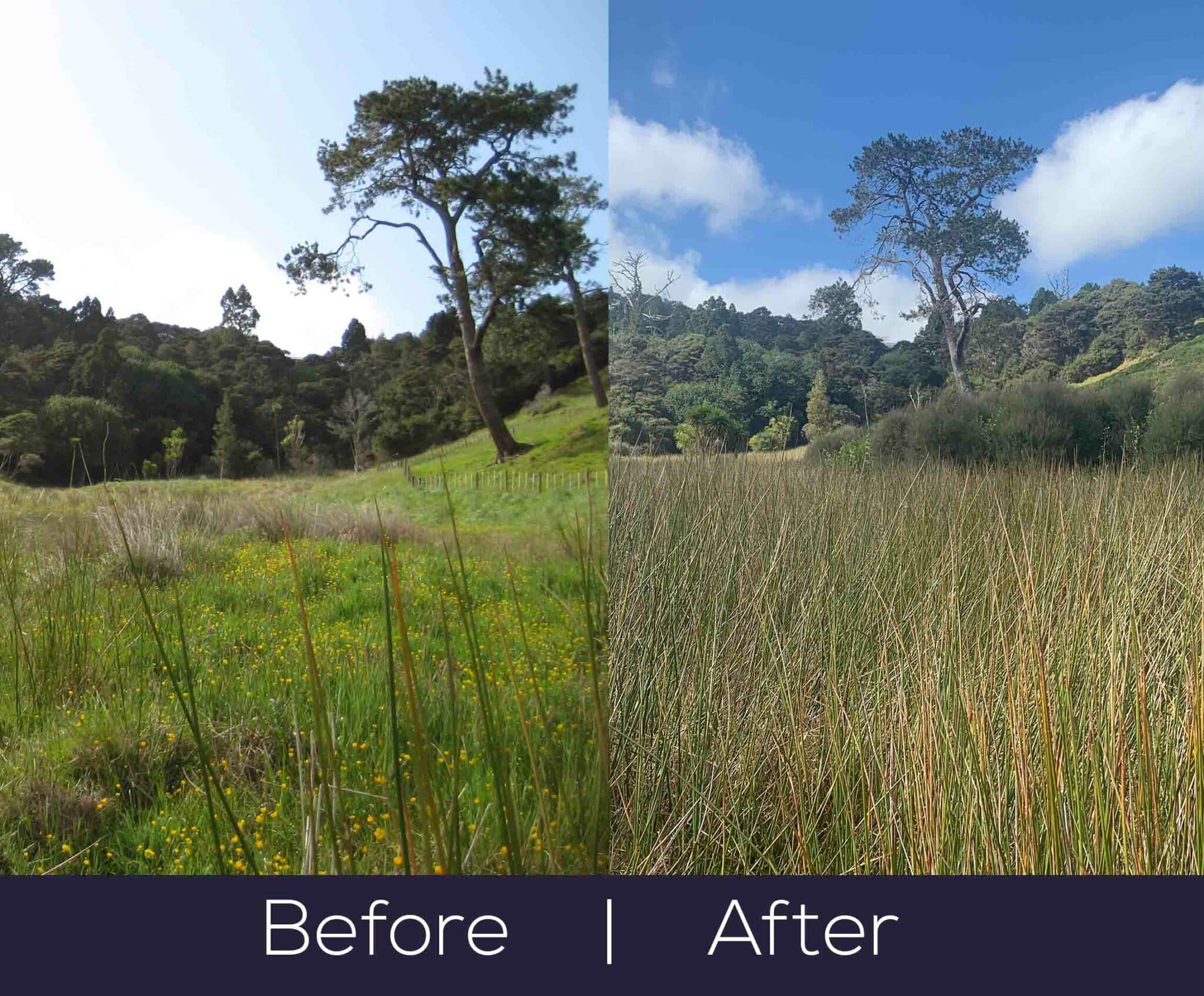 Benefits of restoring a wetland before after scaled - Reviving Wetlands: Benefits of enhancement-based subdivision.
