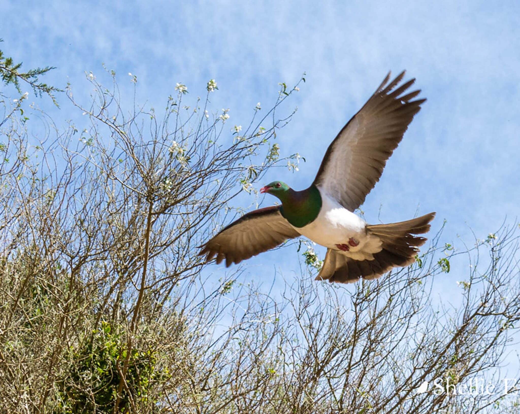 Kereru scaled - Connecting Conservation Efforts in Ōrātia