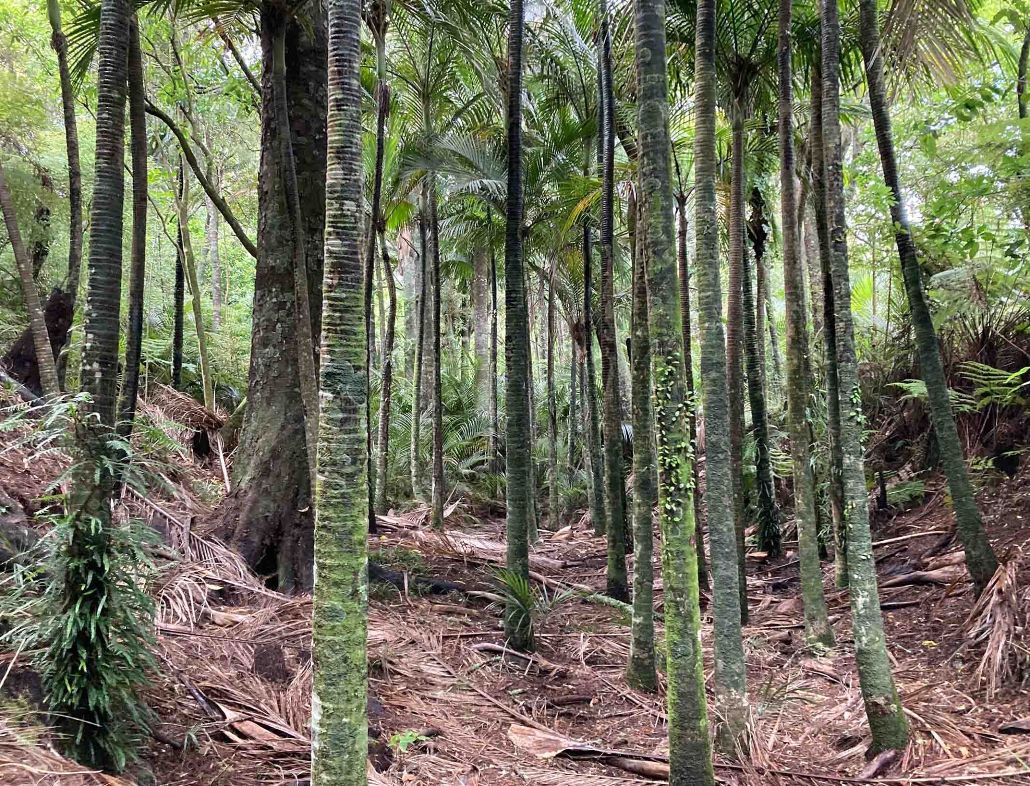 Established Bush Nikau catobolam.co .nz  scaled - How the Environment Court's Recent Decision Offers New Opportunities for Rural Landowners