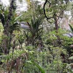 Established Bush SEA catobolam.co .nz  235x235 - How the Environment Court's Recent Decision Offers New Opportunities for Rural Landowners