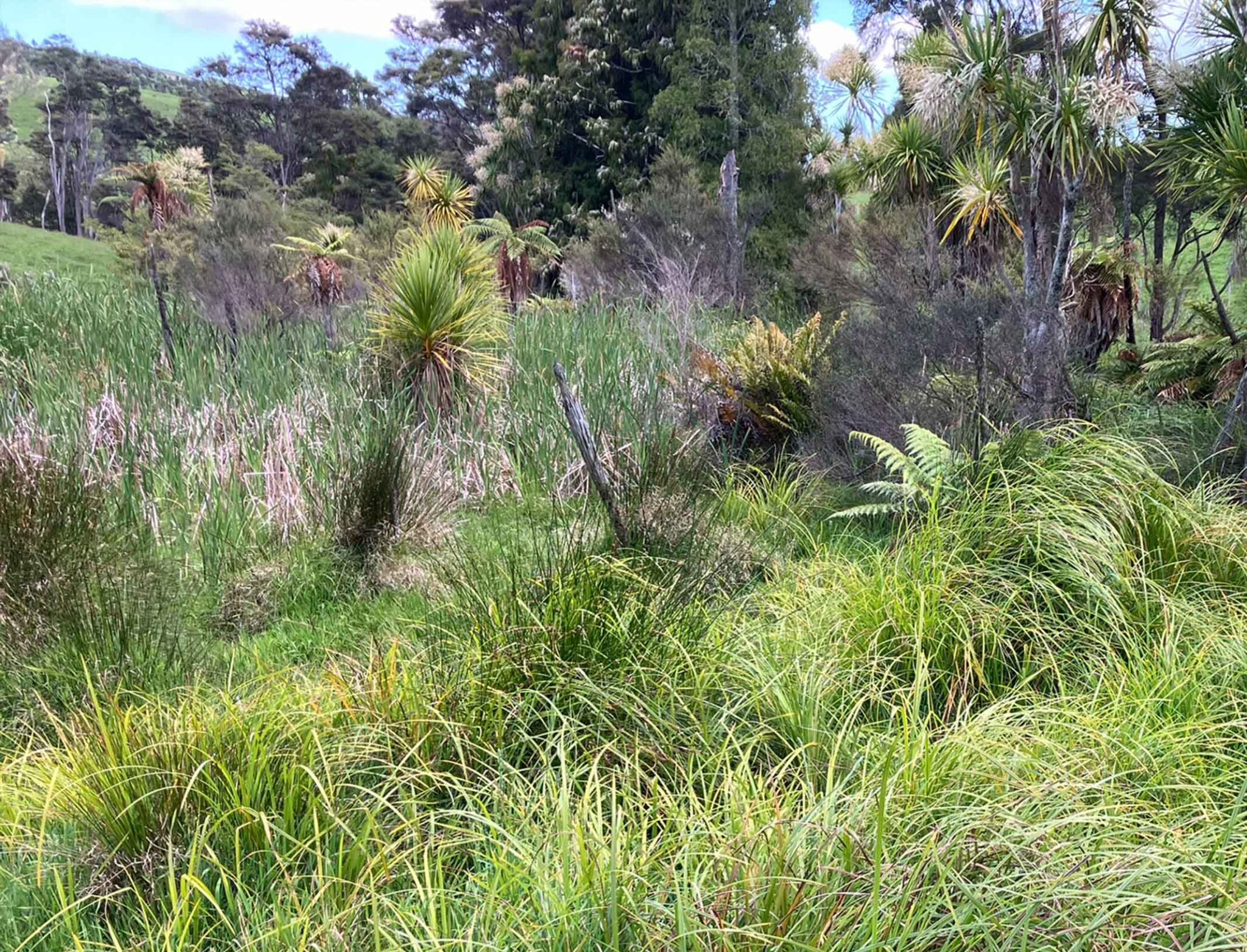 Wetland SEAs catobolam.co .nz  scaled - How the Environment Court's Recent Decision Offers New Opportunities for Rural Landowners