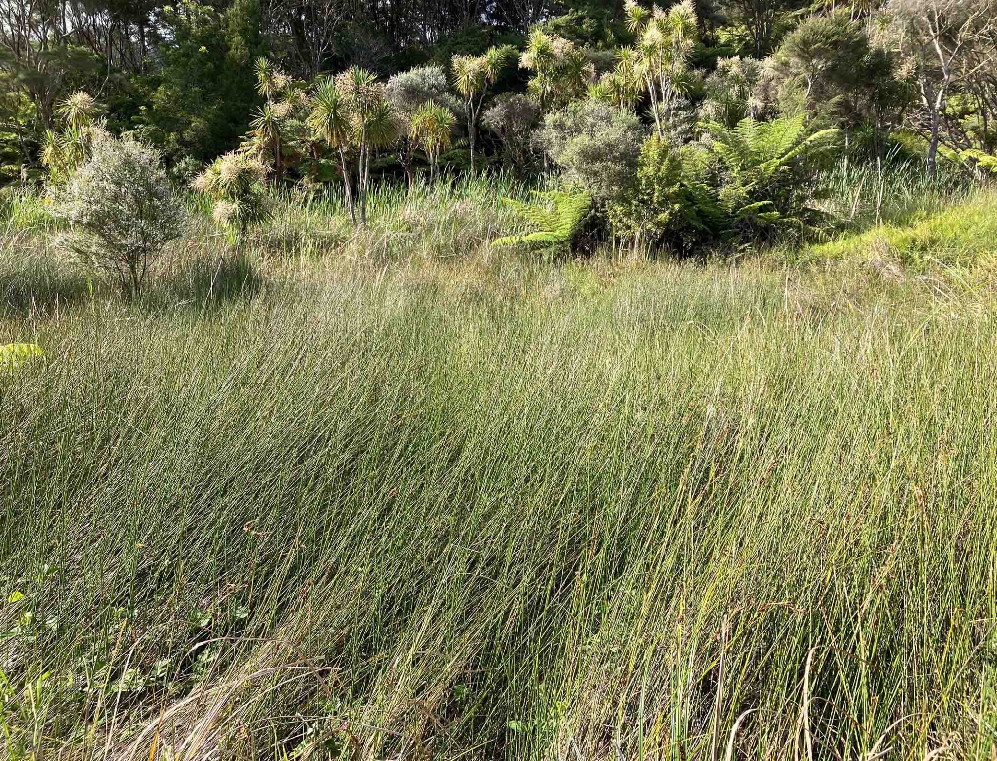 wetland SEA catobolam.co .nz  scaled - How the Environment Court's Recent Decision Offers New Opportunities for Rural Landowners