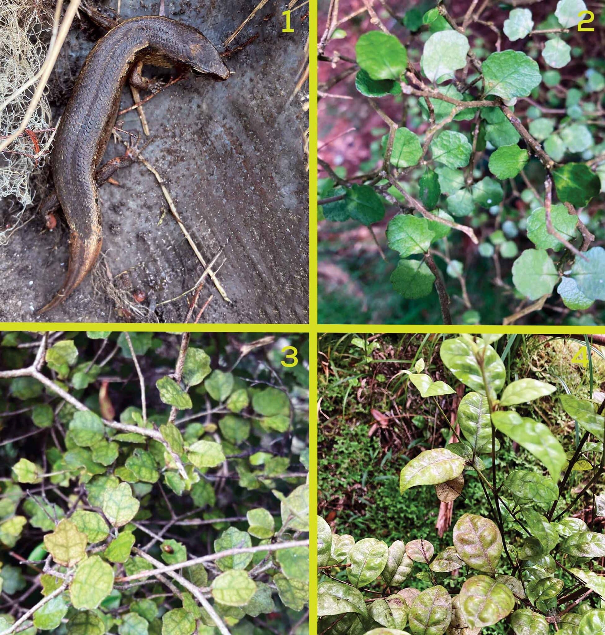 The Value of Biodiversity: A Guide for Rural Landowners At risk species catobolam.co .nz scaled - The Value of Biodiversity: A Guide for Rural Landowners