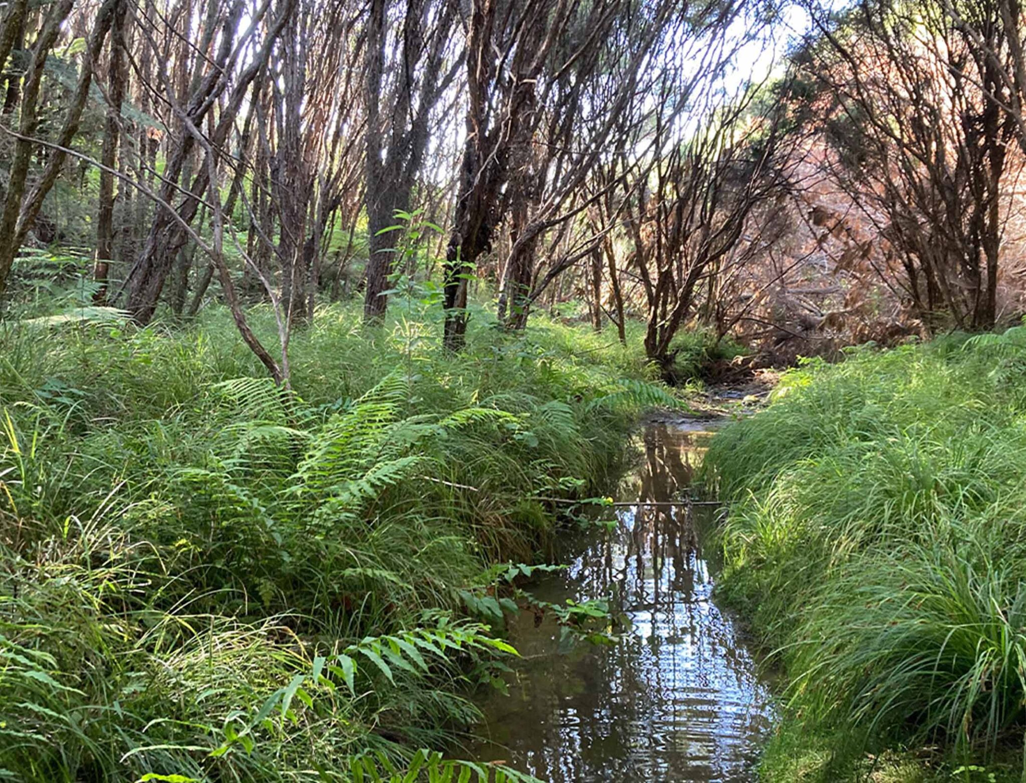 Making Sense of the RMA Reform RMA natural resources catobolam.co .nz scaled - Making Sense of the RMA Reform