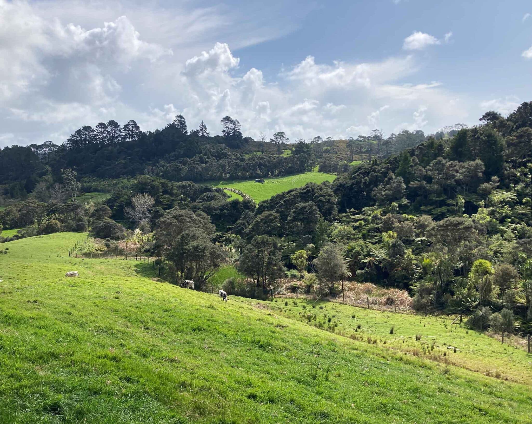 The Value of Biodiversity: A Guide for Rural Landowners SEA catobolam.co .nz scaled - The Value of Biodiversity: A Guide for Rural Landowners
