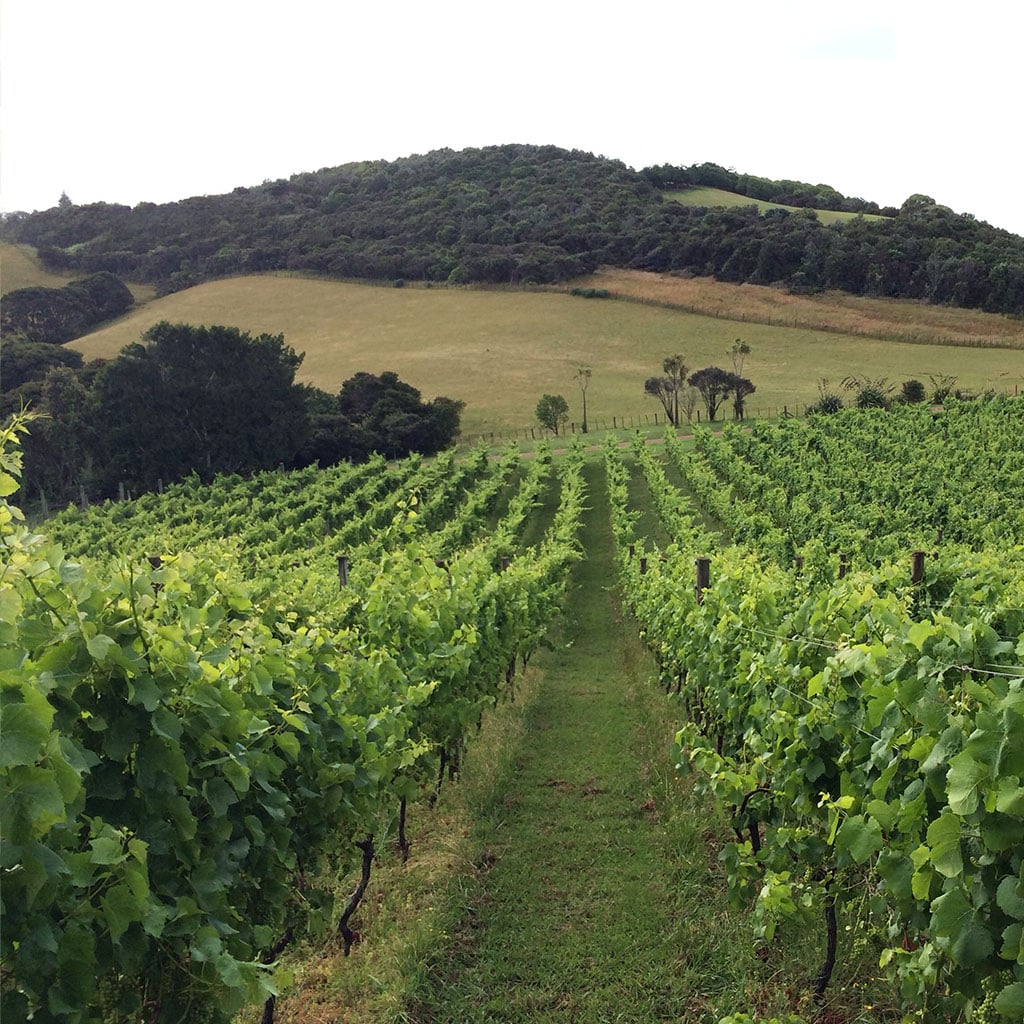 Proposed Removal of Land Use Capability Class 3 – What It Means for Rural Landowners Viticulture LUC 3 - Proposed Removal of Land Use Capability Class 3 – What It Means for Rural Landowners