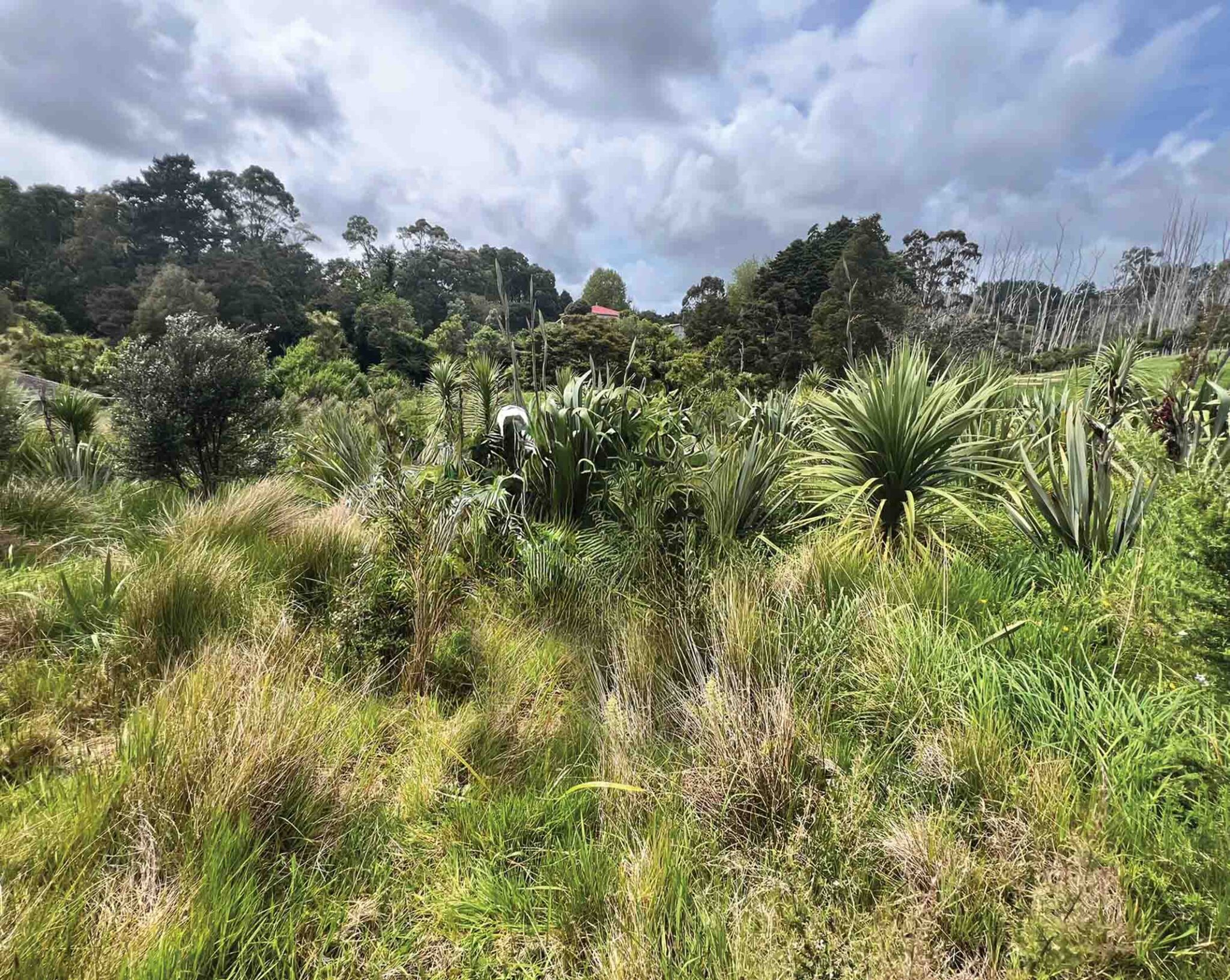 TDR wetland and native regeneration catobolam.co .nz  scaled - How TDRs and Environmental Enhancement Subdivisions Create Long-Term Value