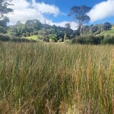 Restored Wetland Environmental Enhancement Transferable Development Rights catobolam.co.nz
