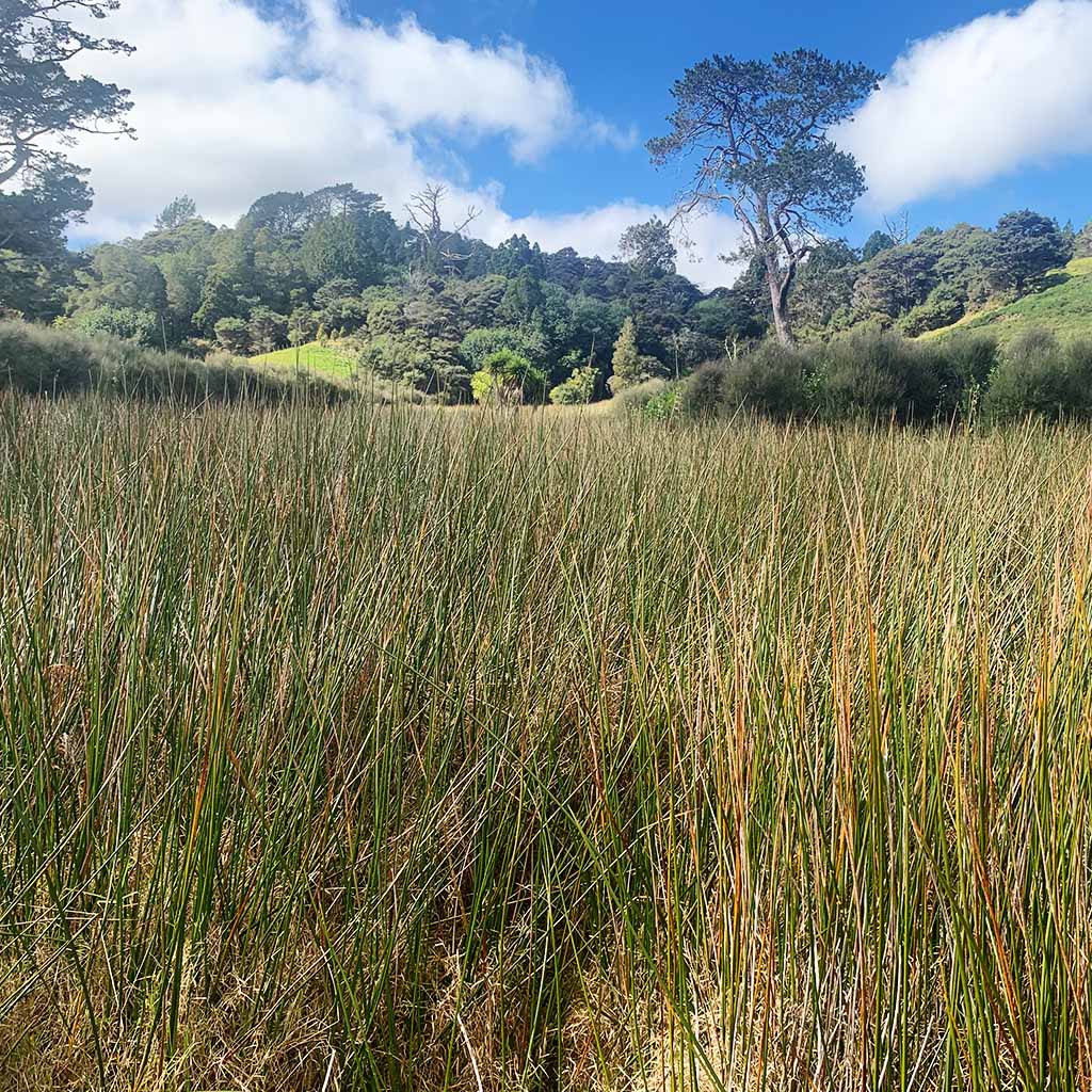 Restored wetland - Now&rsquo;s the Time to Plan Native Planting and Wetland Restoration